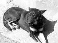 La chienne du poste.